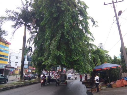 Pohon Rimbun di Jalan Kapten Muslim Masih Dibiarkan, Ini Penjelasan Kadis Pertamanan