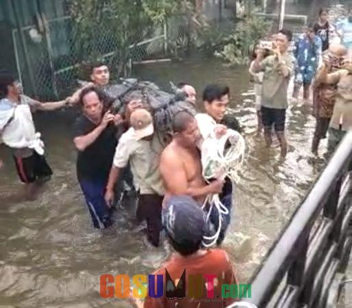 20 Tahun Dipelihara, Seekor Buaya Sepanjang 3 Meter Milik Warga Sei Rampah Dievakuasi BBKSDA Sumut