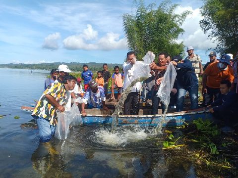 Pemkab Toba Bersama RSI Tabur Bibit Nila 50 Ribu Ekor di Danau Toba 