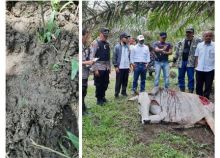 Dua Ekor Sapi Diduga Diterkam Harimau di Simalungun, Warga Diminta Tidak Dekati Hutan