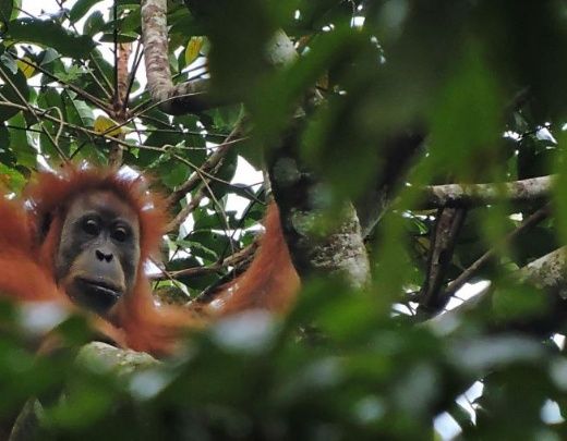 Pembangunan Berkelanjutan Akan Lindungi Orangutan Tapanuli dari Kepunahan