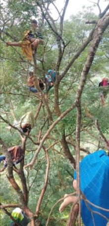 Viral di Medsos, Demi Dapatkan Signal Anak di Labura Panjat Pohon