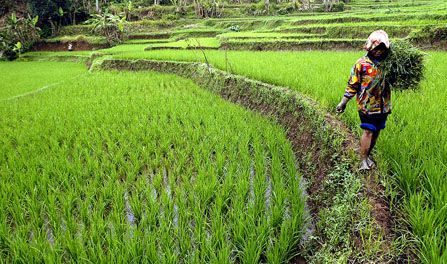 Presiden Jokowi Bangga Hasil Pertanian Warga Siosar