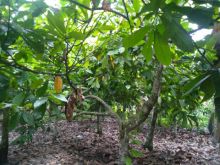 Tingkatkan Produktivitas, Petani Madina Dapat Bantuan Bibit Kakao