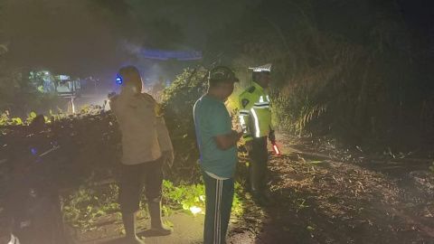 Pohon Kelapa Sawit Tumbang di Jalan Umum, Polisi dan TNI Bergerak Cepat 
