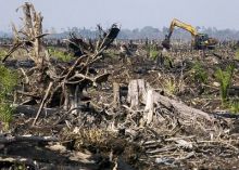 Peneliti Australia Abaikan Krisis Ekologi Negerinya