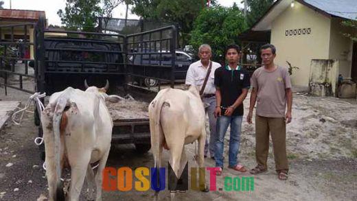 Sindikat Pencuri Lembu Digulung Polsek Bandar Pulo