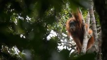 YEL Sebut tak ada Kerjasama dengan NGO Lain Soal Upaya Penyelamatan Orangutan di Batangtoru