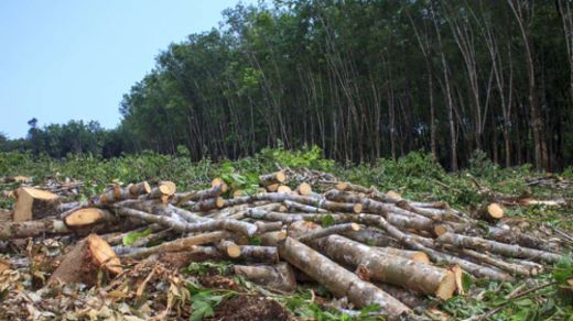 Kades Buluhawar Diperiksa Penyidik Dishut Sumut Terkait Penebangan Hutan