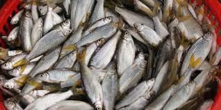 Ikan Pora-pora Bakal Tinggal Kenangan di Danau Toba?
