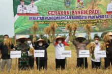 Gubsu Edy Bersama Petani Panen Padi di Sawah Desa Lau Kasumpat Karo