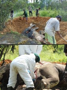 Sadis! Dua Ekor Gajah Sumatra Ditemukan Mati Tanpa Gading di Langkat, Tubuhnya Penuh Luka Tusukan dengan Usus Terburai