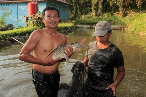 Ikan Jurung dari Sungai Asahan Tembus Pasar Internasional