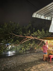 Hujan Disertai Angin, Pohon Besar di Sei Rampah Tumbang ke Jalan,  Lalulintas Jalinsum Macet