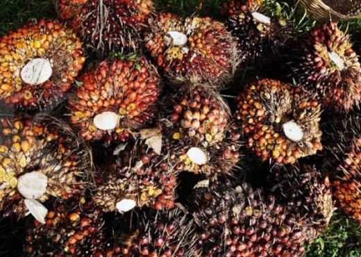 Harga Tergelincir, Ekspor Minyak Sawit Indonesia Terkerek