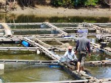 Warga Manfaatkan Sungai Loskala Lhokseumawe Budidaya Ikan Kerapu