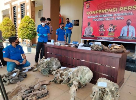 11 Tersangka Pembunuhan 5 Individu Gajah di Aceh Jaya Ditangkap, Diancam Penjara 5 Tahun