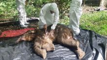 WALHI Aceh Minta Aparat Usut Tuntas Kematian Anak Gajah