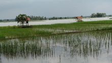 Dinas Pertanian Madina Catat 600 Lahan Persawahan Terendam Banjir