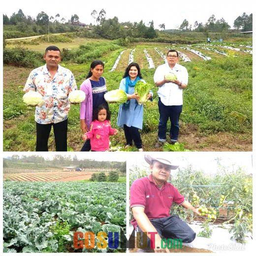 Manatar Rumapea Kembangkan Pertanian Sayur-mayur di Samosir Kualitas Ekspor