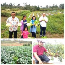 Manatar Rumapea Kembangkan Pertanian Sayur-mayur di Samosir Kualitas Ekspor