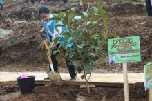 Iriana Jokowi Tanam Pohon Hariara di Kaki Pusuk Buhit