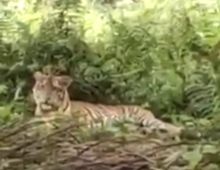 Geger....Diabadikan Warga, Harimau Sumatera Masuk ke Pemukiman Warga di Besitang 