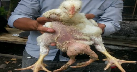 Ada Ayam 4 Kaki di Binjai