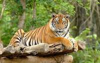 Harimau Sumarera Teror Warga Empat Desa di Mandoge Asahan