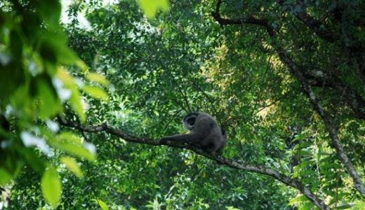 Carut Marutnya Perkebunan dan Ancaman Kerusakan Hutan di Provinsi Sumut