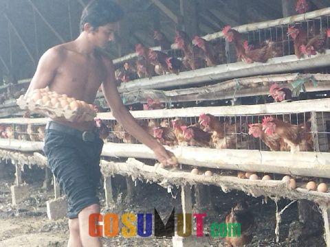 Di Lhokseumawe Budidaya Ayam Petelur Berkembang Pesat