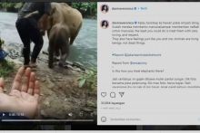 Ramai di Medsos! Mahout Pukul Gajah di Tangkahan, BBTNGL: Perilaku Itu Justru untuk Lindungi Pengunjung