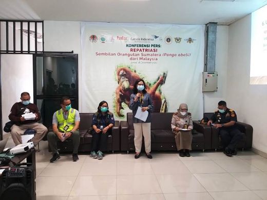 Repatriasi Satwa, Garuda Indonesia Terbangkan 11 Orang Utan dari Malaysia dan Thailand