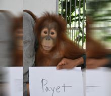 Ini Penjelasan BKSDA Sumut Soal Repatriasi 9 Orangutan dari Malaysia
