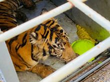 Pasca Masuk Perangkap BKSDA Sumut, Kondisi Harimau Sumatera Masih Lemah