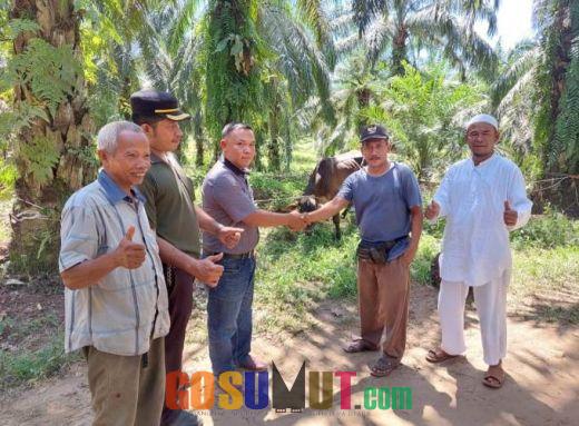 PT MAI Serahkan Sapi Qurban untuk 6 Desa di Kecamatan Hutaraja Tinggi