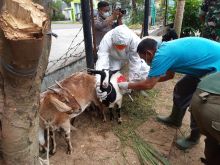 Cegah PMK, Ratusan Hewan Ternak di Sibolga Suntik Vaksin