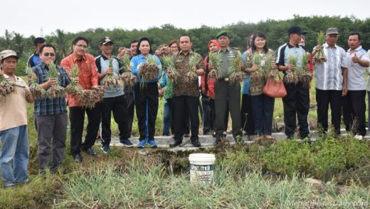 Pemko Tebingtinggi Panen Bawang Merah Bersama Petani Pinang Mancung