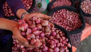 Hama Serang Petani Bawang Merah Bikin Produksi Menurun