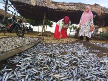 Warga Lhokseumawe Manfaatkan Cuaca Terik untuk Jemur Ikan Teri