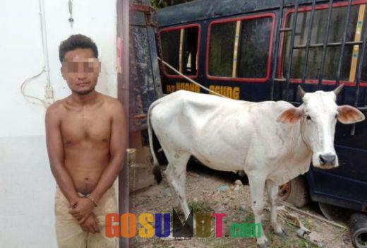 Komplotan Pencuri Lembu Diburon Polisi, 1 Tertangkap