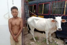 Komplotan Pencuri Lembu Diburon Polisi, 1 Tertangkap