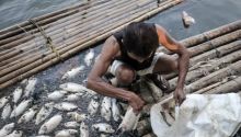 Ribuan Ikan Muara Mati di Pantai Laut Batubara