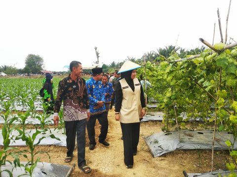 Kunjungi Desa di Kecamatan Rengat, Bupati Inhu Dukung Petani Lokal