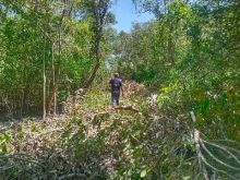 HAMPPI Sergai Laporkan Dugaan Perambahan Hutan Mangrove ke Polisi