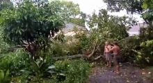 Hujan Deras Disertai Angin Kencang Tumbangkan Pohon di Binjai
