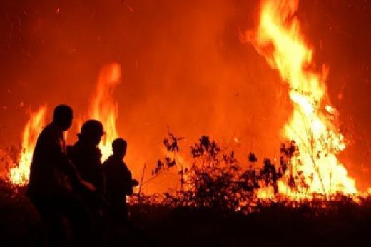 Padamkan Kebakaran Hutan, BBKSDA Sumut Kirim Manggala Agni ke Palas