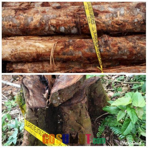 Kapolsek : Bukan llegal Logging, Lahan Milik Warga Berada Diluar kawasan TNGL