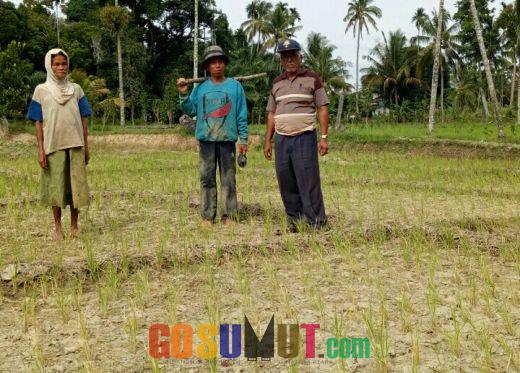 40 Hektare Sawah Kering, Dinas Pertanian tidak Peduli Nasib Petani 