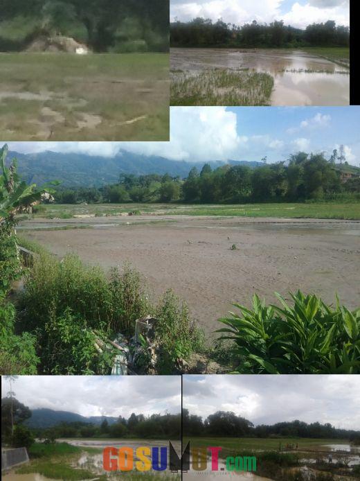 Puluhan Hektar Sawah Terancam Gagal Tanam Ditutupi Puluhan Ton Pasir Sungai